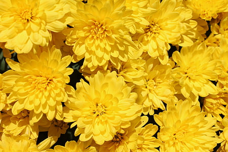 rumenimi cvetovi, rumena, vrt, cvetje, poletje, cvetlični, cvet