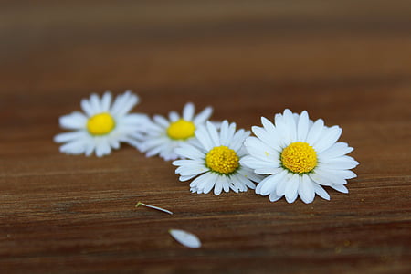 Daisy, bloemen, wit, lente, sluiten, natuur, puntige bloem