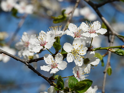 Prem liar, Blossom, mekar, pohon, cabang, Amerika wildpflaume, Prunus americana