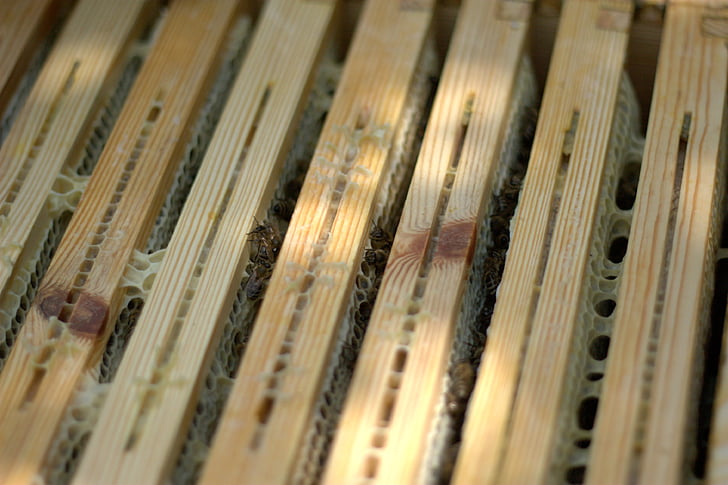 med, okvir, pčele, descargar med, Saće, med češalj, med i Pčelarski proizvodi