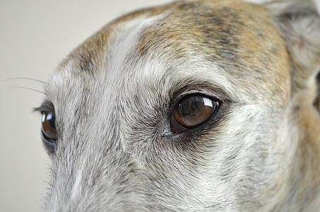 개, 강아지 눈, 보기, 개 보기, 애완 동물, podenko, winddhund