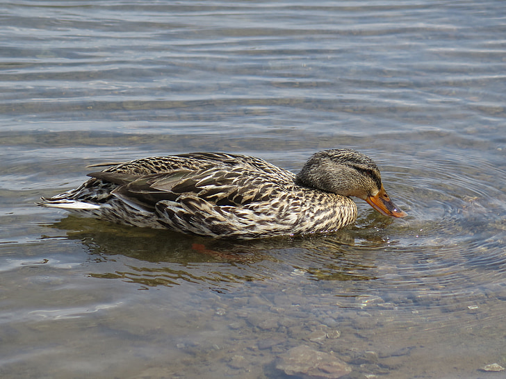 Stokkand, Duck, svømming