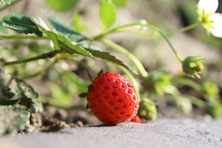 fraise, rouge, fruits, été venue, À tes souhaits, jardin, petits fruits