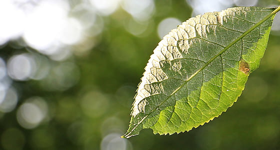Leaf, lapu koku, zaļu lapu, rudens, noskaņojums, atstāj, meža
