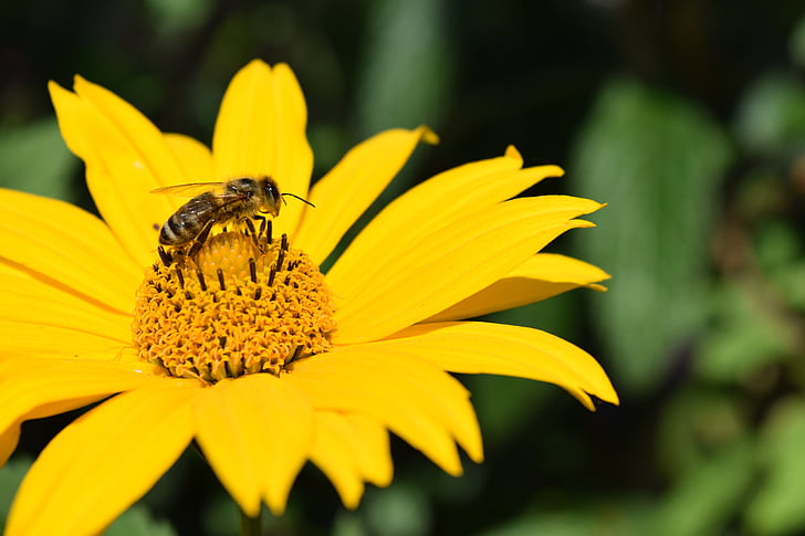 Helianthus decapetalus, Višegodišnji suncokreta, cvijet, cvatu, žuta, žuto cvijeće, pčela