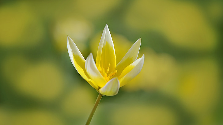 Star tulip, flor, flor, floración, amarillo-blanco, flor de primavera, primavera