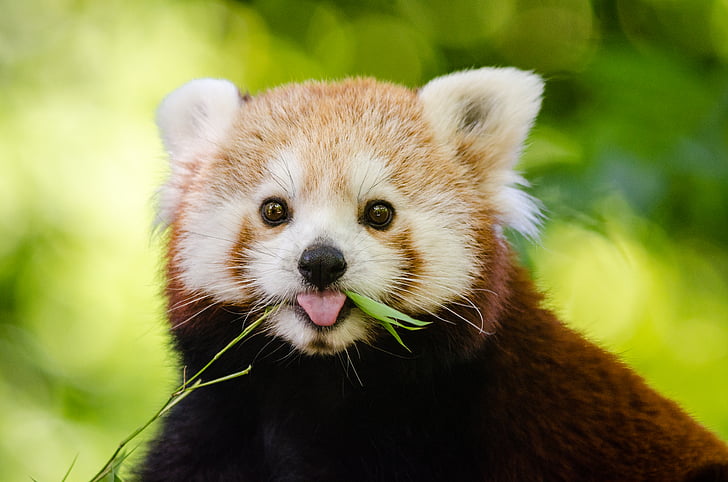 adorable, animal, Close-up, lindo, furry, panda rojo, flora y fauna