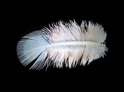 spring, down, bird feather, white, top light blue, fine, tender