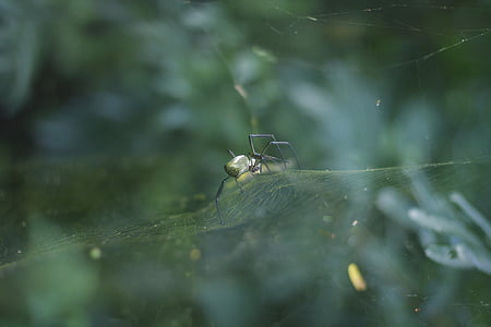 eläinten, Lähikuva, seitti, syvyys kenttä, Spider, hämähäkinverkko, hämähäkinverkko