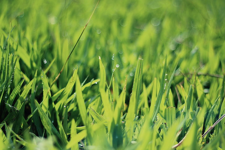 gräs, gräsmatta, grön, grönt gräs, regn, duschar, vattning