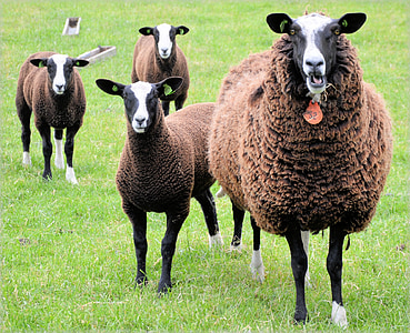 ovelles, xai, blanc, granja, animal, anyells, marró