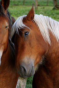 kuda, hewan, coklat, pelukan, alam, di luar rumah, pertanian