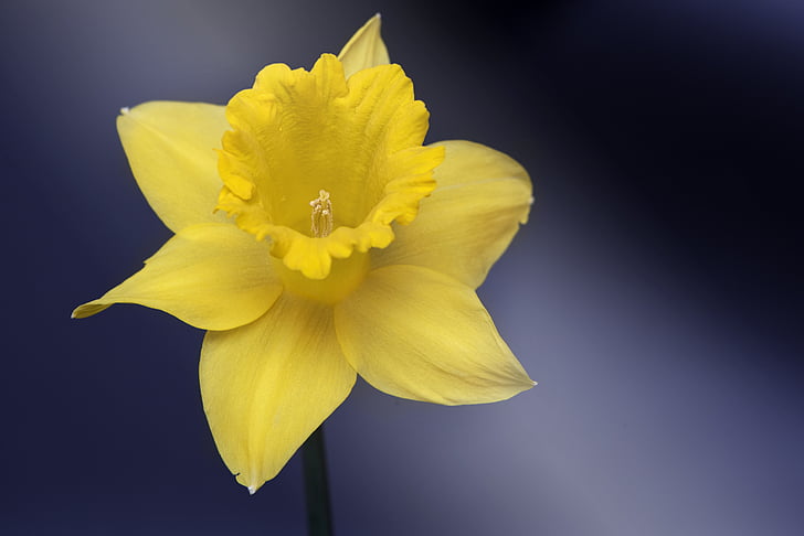 Narcissus, blomma, gul, Narcissus pseudonarcissus, gul blomma, vårblomma, Schnittblume