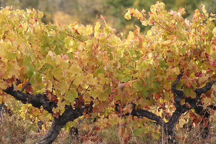 Vines, Природа, Вино виноградне листя, виноград