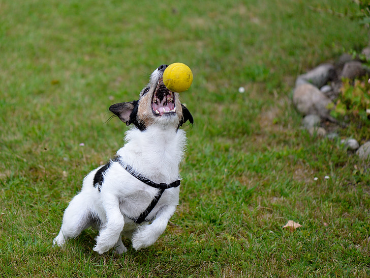 cão, híbrido, jogar, bola, ação, energeticamente