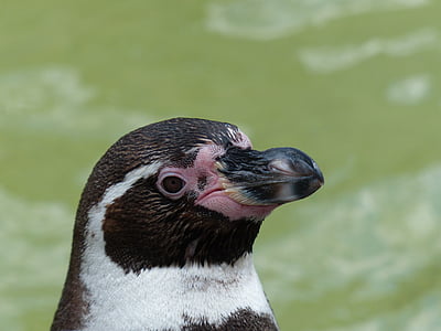 penguin, zoo, water, bill, animal, swim, close