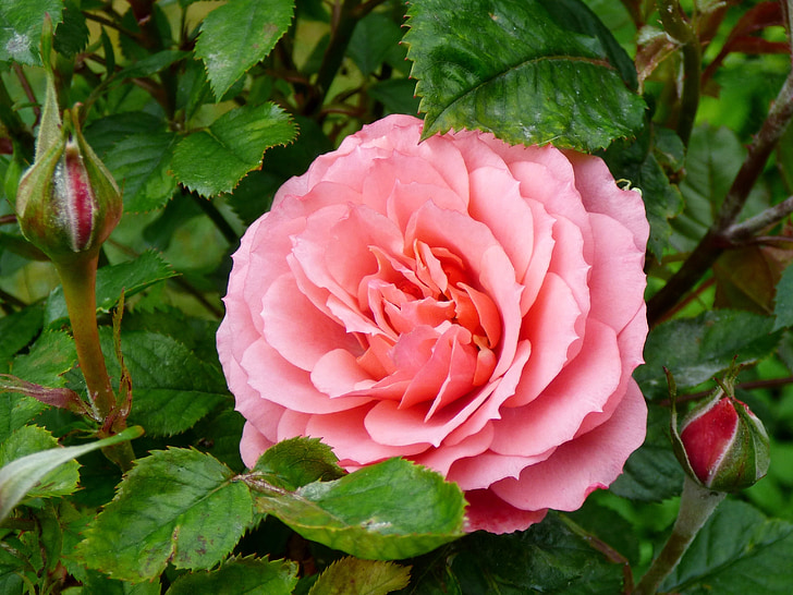 Rózsa, Pink rose, virágok, természet, kert