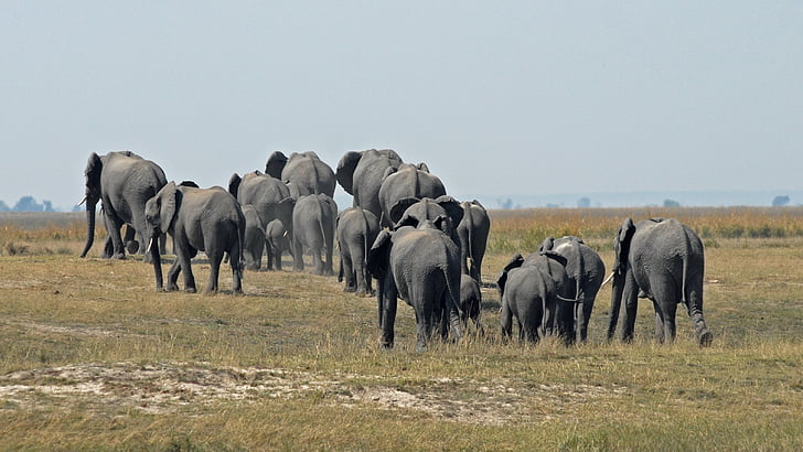 Botswana, Chobe, flok elefanter