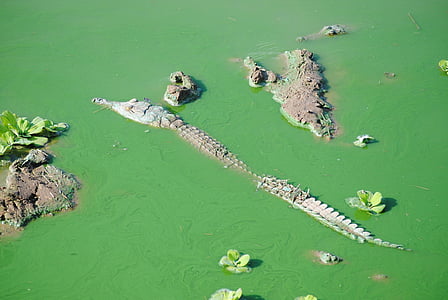 Tansania, Afrika, Safari, Krokodil, Reptil, Nationalpark