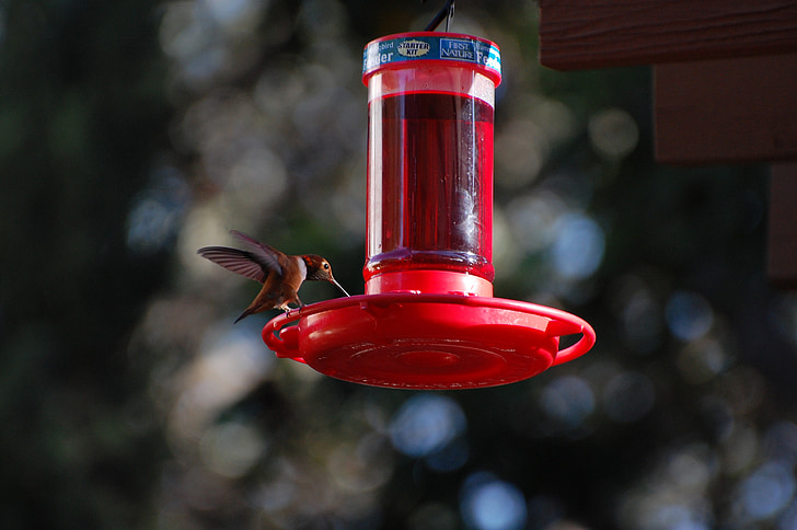 Hummingbird, nektar, alam, sayap, hover, satwa liar, kecil