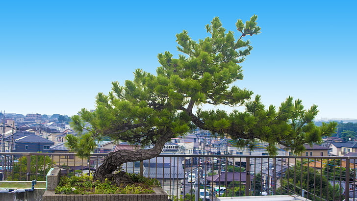pine tree, life, city, roof, vigorous, lonely, du ao