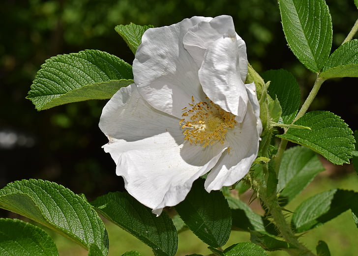 witte roos, Rugosa rose, bloem, Blossom, Bloom, natuur, plant
