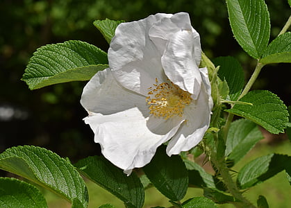 Rosa blanca, Rosa rugosa, flor, flor, flor, natura, planta