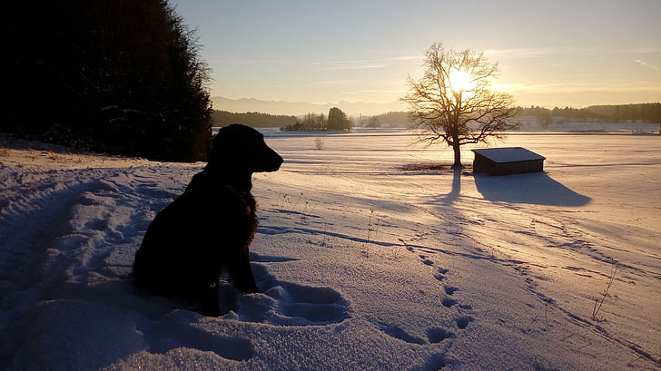 dog, retriever, black flat, abendstimmung, winter, landscape