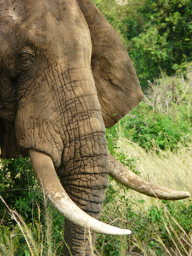 слон, бивни, дива природа, африкански, слонова кост