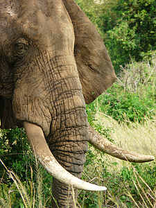 elefant, støttenner, dyreliv, afrikanske, elfenben