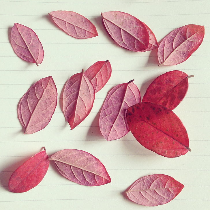 czerwone liście, jesień, papieru