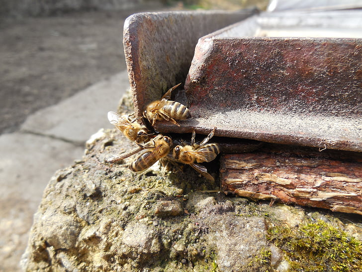 lebah, serangga, makro, lebah madu