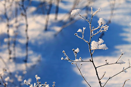 žiemą, sniego, kraštovaizdžio, Gamta