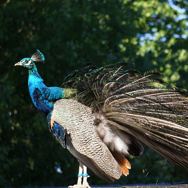 Pavo cristatus, Peacock, opstaan uit de as zelf, veren verhoogde