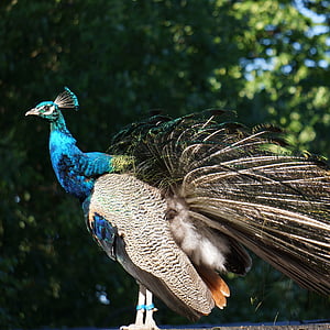 Pavo cristatus, Peacock, nousta tuhkasta, itse, höyhenet kohonnut