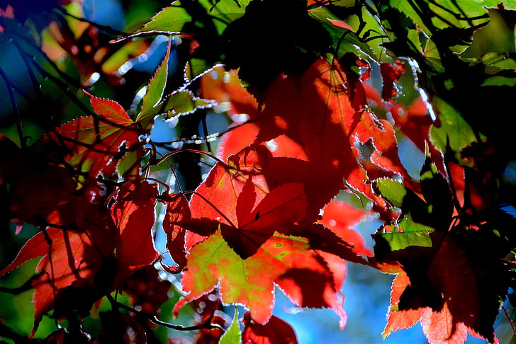 autunno, foglie, fogliame, rosso, caduta, ottobre, Colore