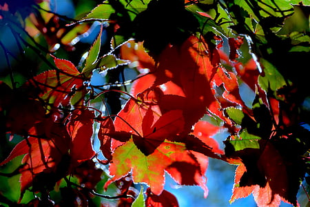 Syksy, lehdet, lehtien, punainen, syksyllä, lokakuuta, väri