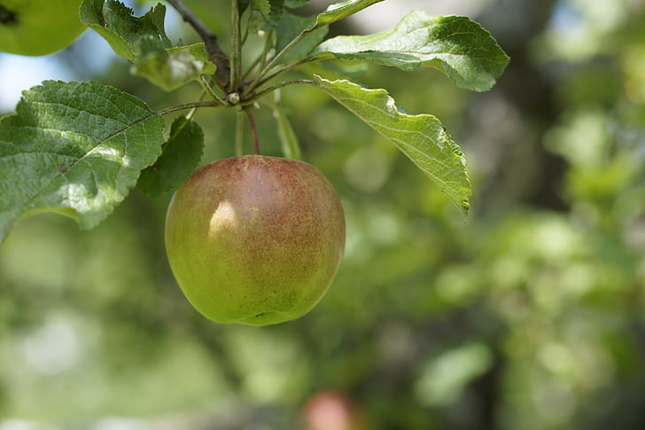 Apple, dependen, árbol, fruta, verde, árbol de manzana, naturaleza
