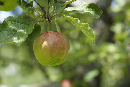Apple, depende, árvore, frutas, verde, árvore de maçã, natureza
