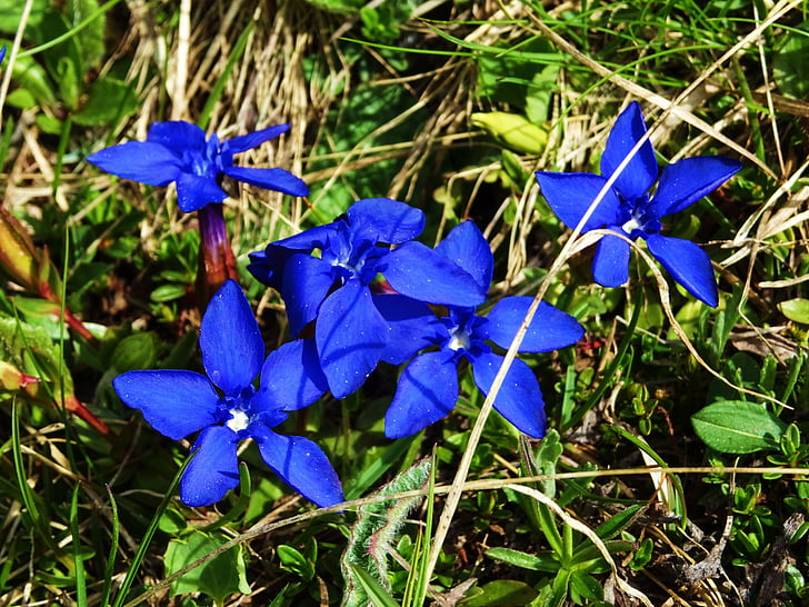 Gentian, fjell, blå, kronblad