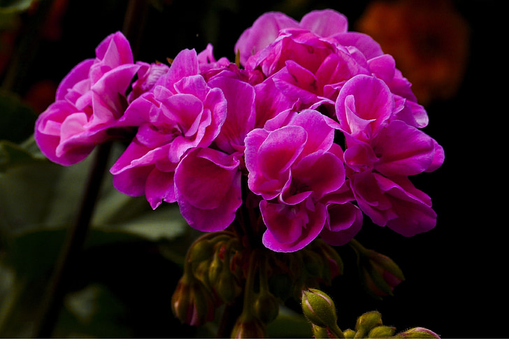 pink, geranium, garden, flower, plant, close-up, summer