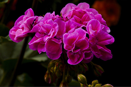 rosa, Geranio, jardín, flor, planta, Close-up, verano