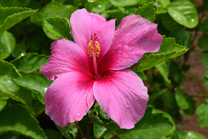 hibiscus, rosa-sinensis, flower, pink, petals