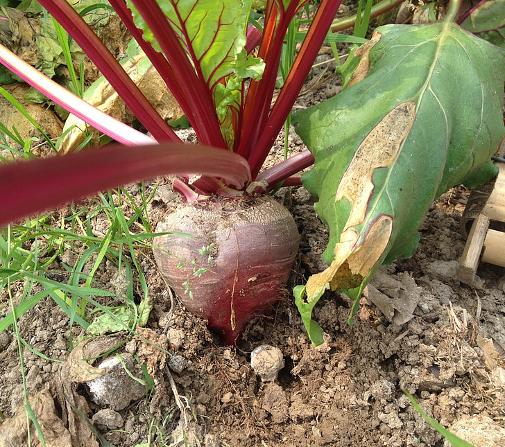 цвекло корен, цвекло, червен, зеленчуци, здрави, почвата, ферма