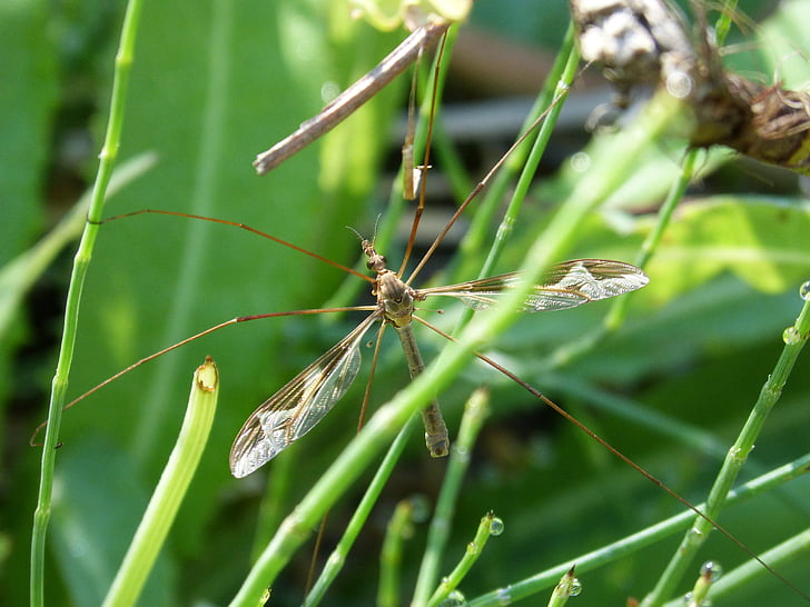komár, detail, dlho-legged hmyzu, Sting, vlhkosť