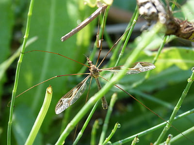 mosquito, detail, long-legged insect, sting, moisture