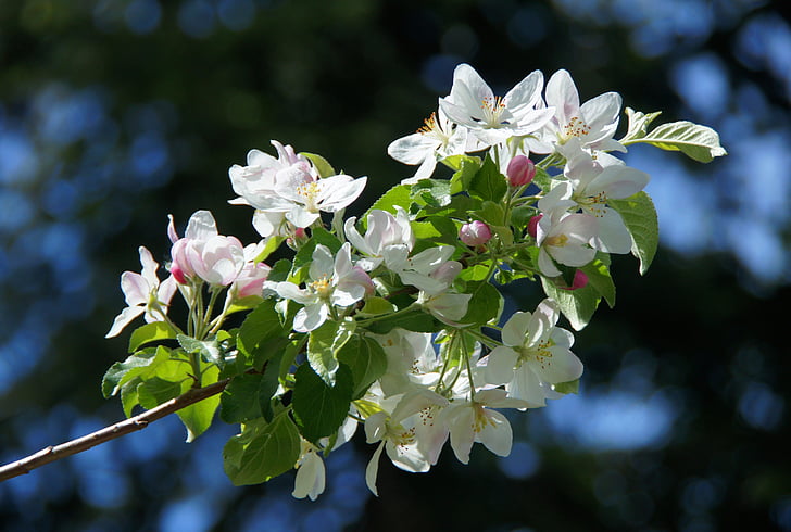 Apple blossom, bílá, jabloň, jaro, Bílý květ, větev, květ