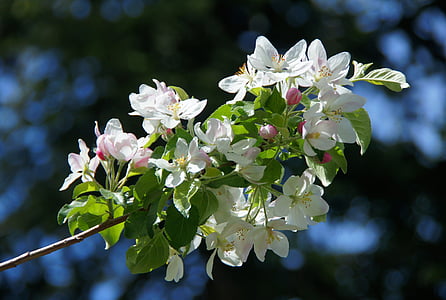 flor de maçã, Branco, árvore de maçã, Primavera, flor branca, filial, flor