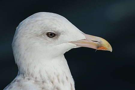 Herring gull, Larus argentatus, laridae, burung camar, hewan, grossmoeve, seevogel