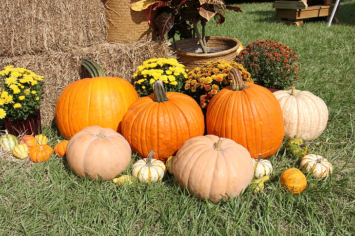 dýně, tykve, na podzim, Halloween, den díkůvzdání, zelenina, dýně